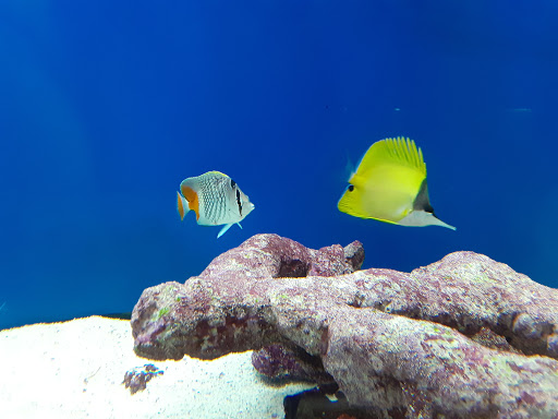 Fish Store «Aquatek Tropical Fish», reviews and photos, 8023 Burnet Rd # 1, Austin, TX 78757, USA