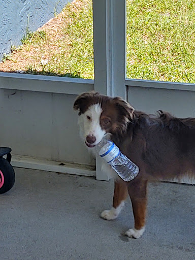 Pet Supply Store «Petco Animal Supplies», reviews and photos, 205 Palm Bay Rd NE #155, West Melbourne, FL 32904, USA