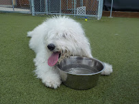 All Paws Stay -N- Play Stayner's Doggie Retreat - Photo 4 - Car repair in Boise, ID, Boise