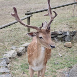 Photo n° 3 de l'avis de Maeva. fait le 18/08/2023 à 04:04 pour Natural'Parc Zoo-Attractions à Orée-d'Anjou