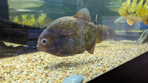 Pet Store «Miles of Exotics», reviews and photos, 8350 N Broadway, Kansas City, MO 64118, USA