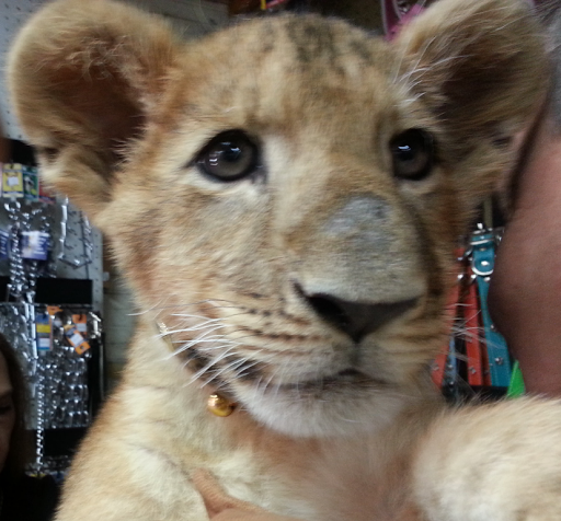 Pet Supply Store «Park Feed Store & Pet Supply», reviews and photos, 5775 Park Blvd N, Pinellas Park, FL 33781, USA