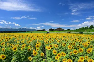 Ogaki sunflower field image