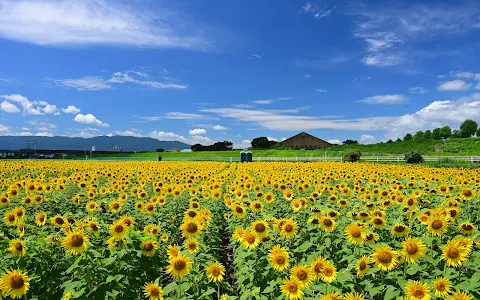 Ogaki sunflower field image