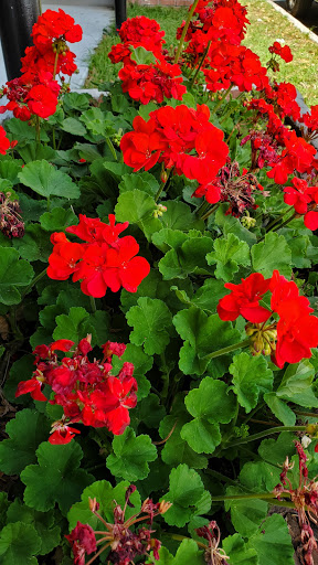 Park «Donnelly Park», reviews and photos, 530 N Donnelly St, Mt Dora, FL 32757, USA