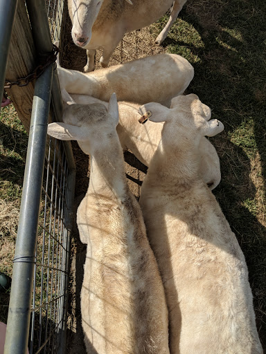 Zoo «Tupelo Buffalo Park & Zoo», reviews and photos, 2272 Coley Rd, Tupelo, MS 38801, USA