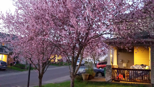 Dog Park «Hazeldale Park/ Dog park», reviews and photos, SW Farmington Rd, Aloha, OR 97007, USA