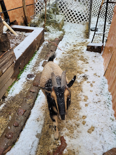 Pet Supply Store «Shoppers Supply», reviews and photos, 1477 Apache Trail, Apache Junction, AZ 85120, USA