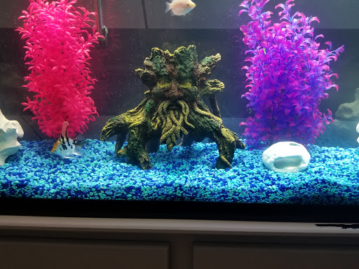 Tropical Fish Store «J B Tropical Fish», reviews and photos, 1950 N Black Horse Pike, Williamstown, NJ 08094, USA