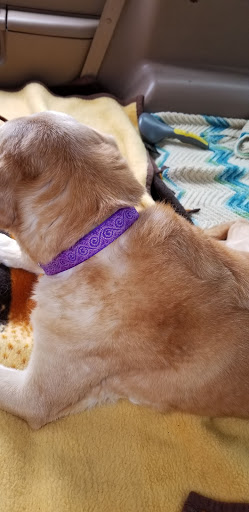 Pet Supply Store «Willow Farm Pet Services», reviews and photos, 21 VT-106, North Springfield, VT 05150, USA