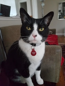 Best Pet Sitting 