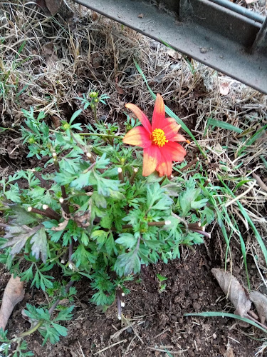 Opiniones de Jardin San Isidro en Temuco - Centro de jardinería