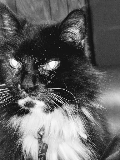 Pet Supply Store «Pet Supermarket», reviews and photos, 2090 E Arapaho Rd, Richardson, TX 75081, USA