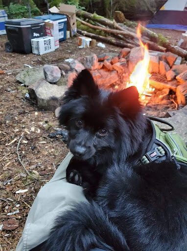 Pet Supply Store «Petco Animal Supplies», reviews and photos, 431 Westport Ave #1, Norwalk, CT 06851, USA