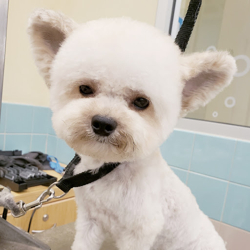 Pet Supply Store «Petco Animal Supplies», reviews and photos, 298 Spring Creek Drive, Franklin, TN 37067, USA