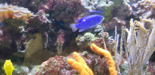 Pet Store «Fish Bowl Aquarium & Pet Mart», reviews and photos, 425 Pleasant St # 21, Fall River, MA 02721, USA