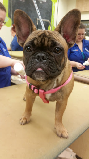 Pet Supply Store «PetSmart», reviews and photos, 11331 Causeway Blvd, Brandon, FL 33511, USA