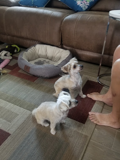 Pet Supply Store «PetSmart», reviews and photos, 1800 Evans Rd, Melbourne, FL 32904, USA