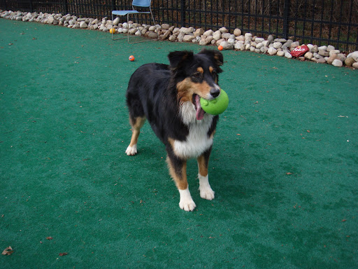 Dog Day Care Center «Dog Days Daycare Center», reviews and photos, 281 Roycefield Rd, Hillsborough Township, NJ 08844, USA