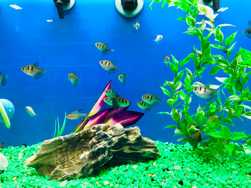 Pet Supply Store «PetSmart», reviews and photos, 24 Countryside Plaza, Countryside, IL 60525, USA