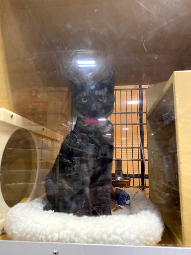 PetSmart image