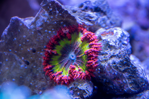 Tropical Fish Store «Greenwich Aquaria», reviews and photos, 1064 E Putnam Ave, Riverside, CT 06878, USA