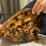 Photo n°3 de l'avis de Rosy.a fait le 10/02/2023 à 19:57 sur le  Pizzeria da Asporto Soleluna à Crema