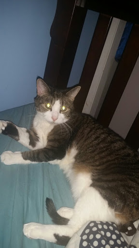 Pet Supply Store «PetSmart», reviews and photos, 3794 Easton-Nazareth Hwy, Easton, PA 18045, USA