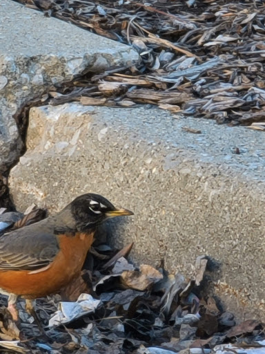 Home Improvement Store «The Home Depot», reviews and photos, 4060 95th St, Oak Lawn, IL 60453, USA