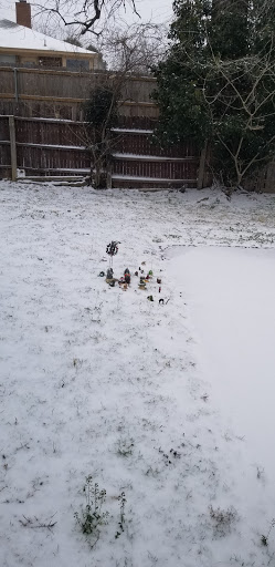 Mexican Restaurant «El Pollo Loco», reviews and photos, 1900 Central Dr, Bedford, TX 76021, USA