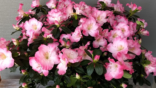 Florist «Eureka Florist», reviews and photos, 524 Henderson St, Eureka, CA 95501, USA