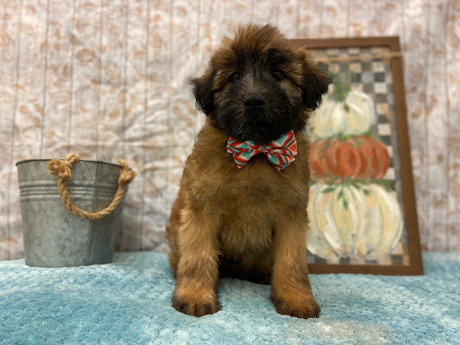 Pet Store «Happiness Is Pets», reviews and photos, 2936 Showplace Dr, Naperville, IL 60564, USA