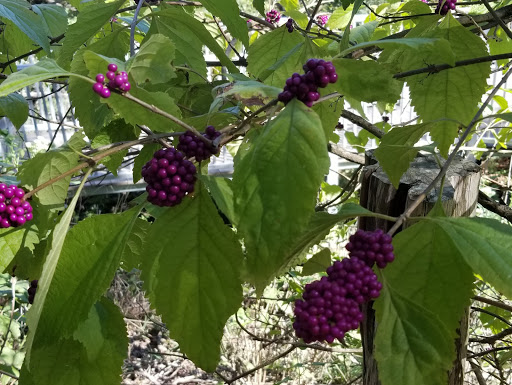 Nature Preserve «Stillhouse Hollow Nature Preserve», reviews and photos, 7810 Sterling Dr, Austin, TX 78759, USA