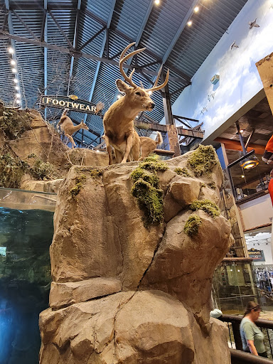 Sporting Goods Store «Bass Pro Shops», reviews and photos, 3629 Outdoor Sportsman Pl, Kodak, TN 37764, USA