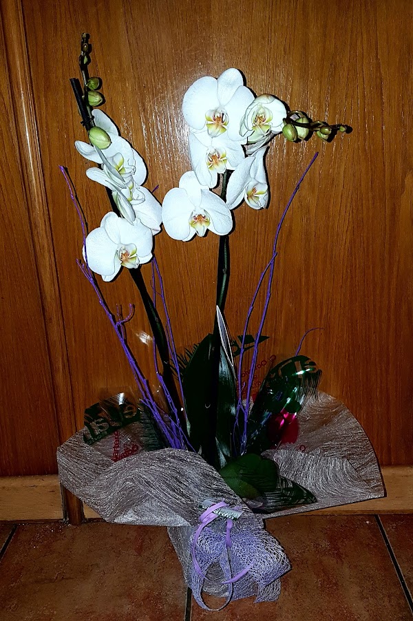 Floristería El jardín