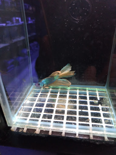 Aquarium «Old Orchard Aquarium», reviews and photos, 9235 Skokie Blvd, Skokie, IL 60077, USA