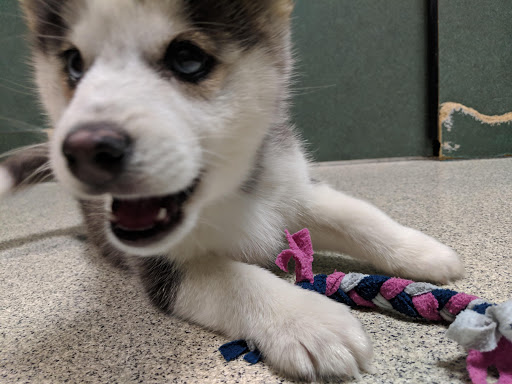 Pet Store «Petland», reviews and photos, 5470 Dixie Hwy, Fairfield, OH 45014, USA