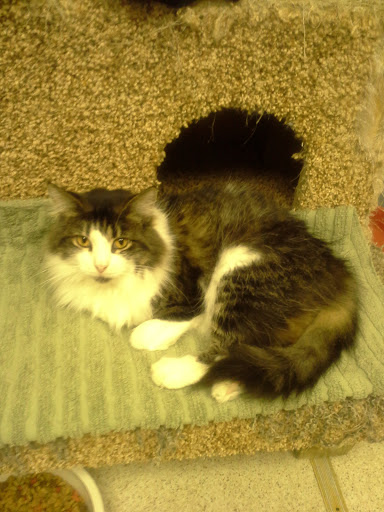 Thrift Store «West Plains Regional Animal Shelter», reviews and photos, 1438 State Rte BB, West Plains, MO 65775, USA