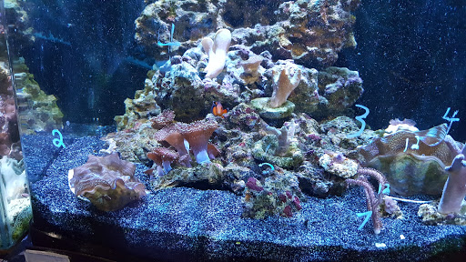 Aquarium «Old Orchard Aquarium», reviews and photos, 9235 Skokie Blvd, Skokie, IL 60077, USA