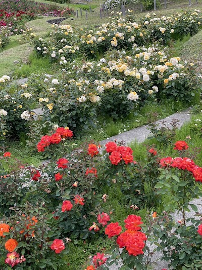 浜寺公園 バラ庭園