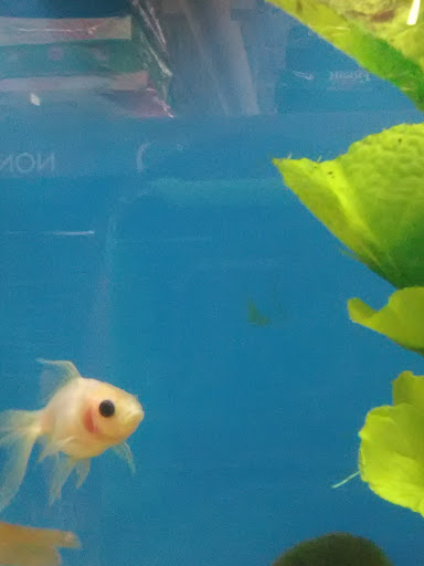 Pet Supply Store «Pet Supplies Plus», reviews and photos, 4250 N Alafaya Trail #240, Oviedo, FL 32765, USA