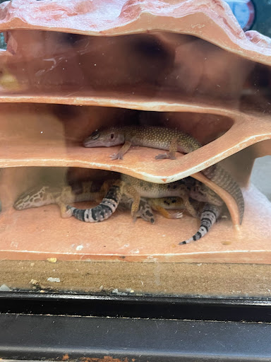 Pet Supply Store «Petco Animal Supplies», reviews and photos, 10511 S 15th St, Bellevue, NE 68123, USA