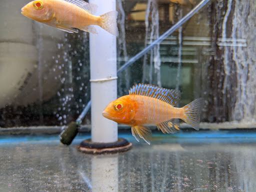 Pet Store «Animal Ark», reviews and photos, 175 S 500 E St, American Fork, UT 84003, USA