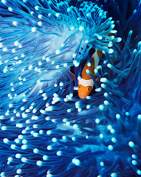 Pisces USA - Photo 2 - Car repair in Pooler, GA, Savannah