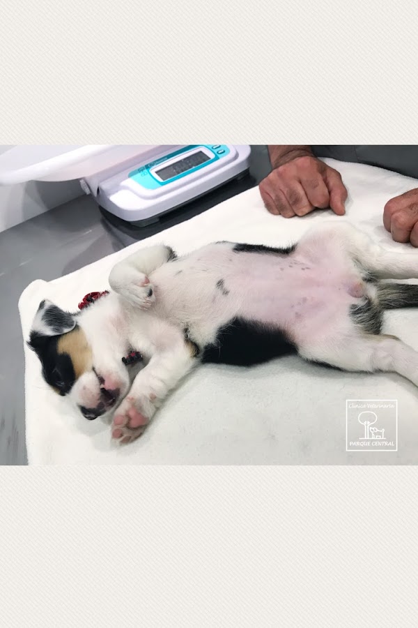 Imagen de CLÍNICA VETERINARIA PARQUE CENTRAL (14 de 22)