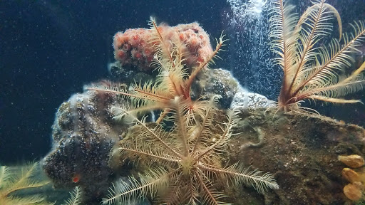 Aquarium «Seaside Aquarium», reviews and photos, 200 N Prom, Seaside, OR 97138, USA