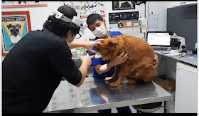 Veterinaria Royal Pets