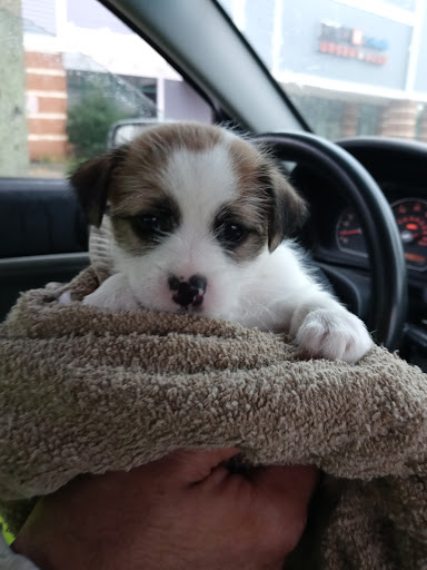 Pet Supply Store «PetSmart», reviews and photos, 351 N Frontage Rd, New London, CT 06320, USA