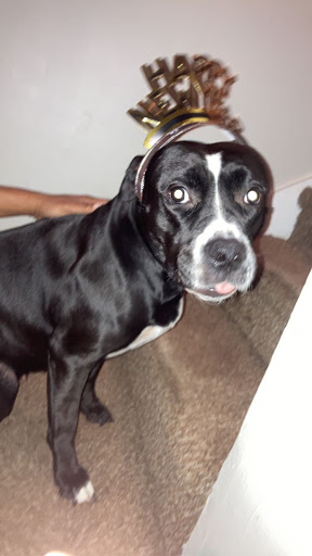 Pet Supply Store «Petco Animal Supplies», reviews and photos, 1090 Fort Union Blvd, Midvale, UT 84047, USA