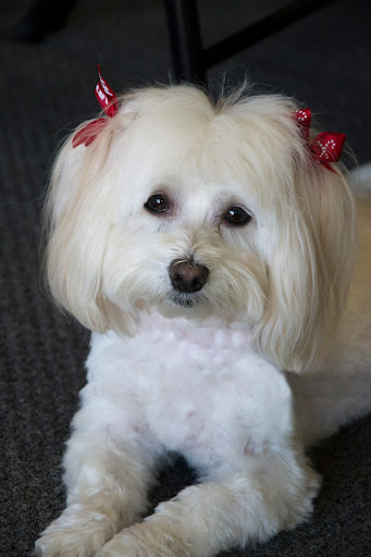 Pet Supply Store «PetSmart», reviews and photos, 5890 Trussville Crossings Pkwy, Birmingham, AL 35235, USA